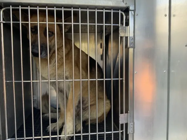 Adoptable Dog
