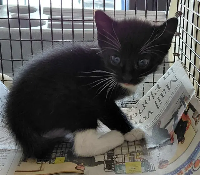 Adoptable Cat