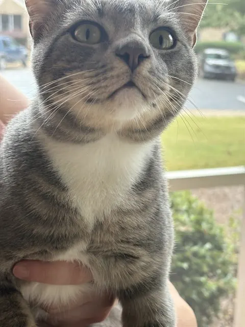 Caspian