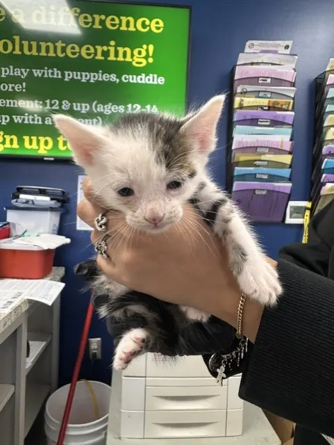 Adoptable Cat