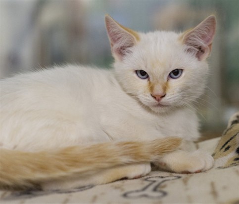 Bowie
