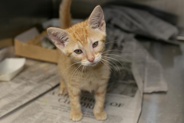 Adoptable Cat