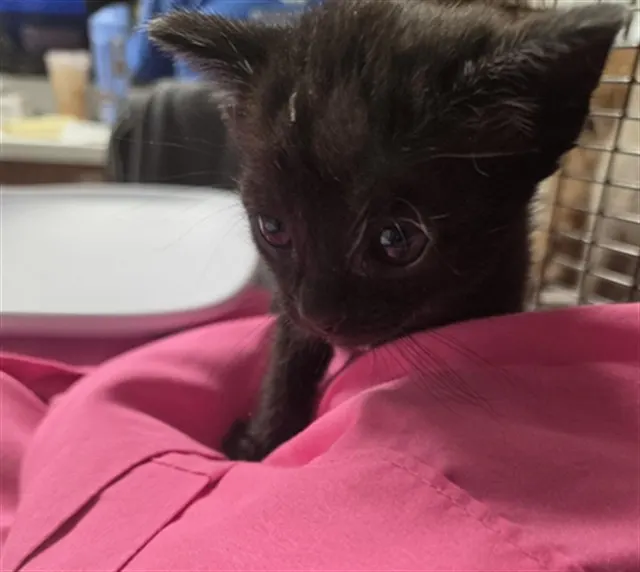 *Audrey