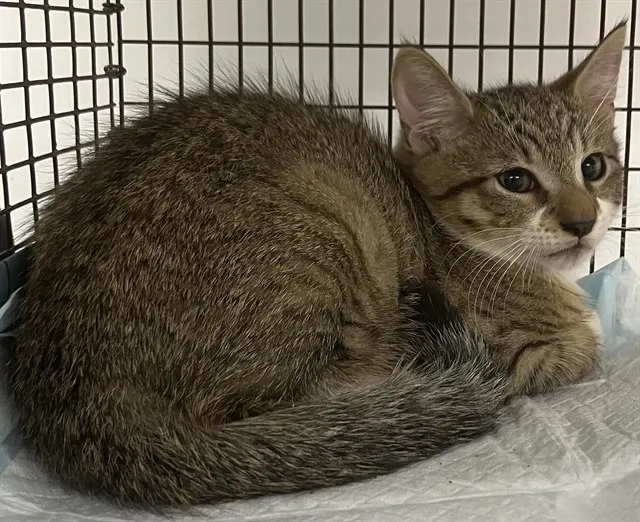 Adoptable Cat