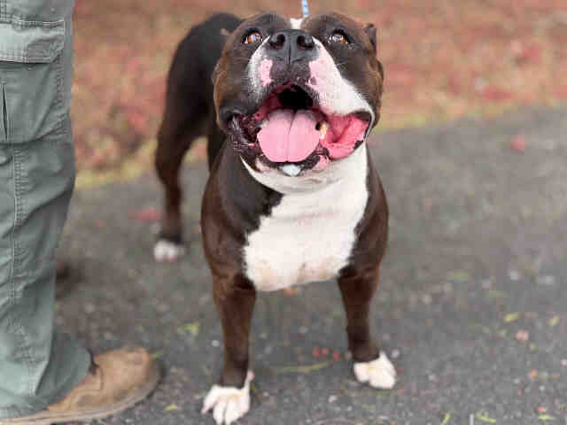 Stella