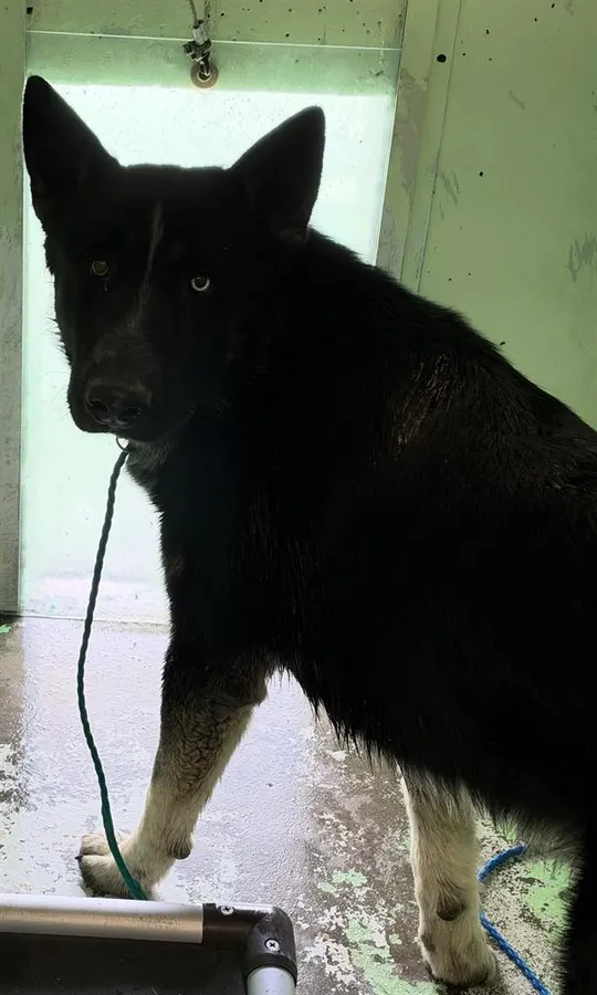 Adoptable Dog