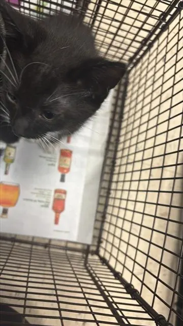 Adoptable Cat