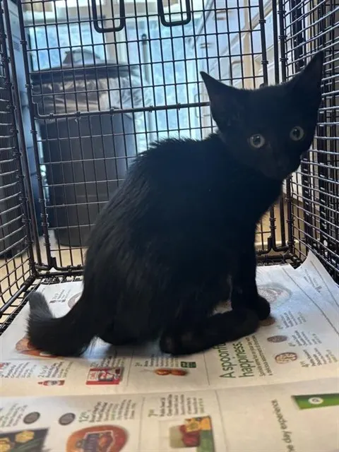 Adoptable Cat