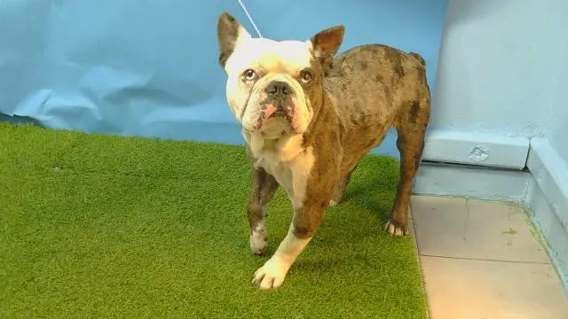 Adoptable Dog