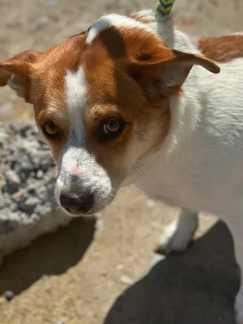 Sammy