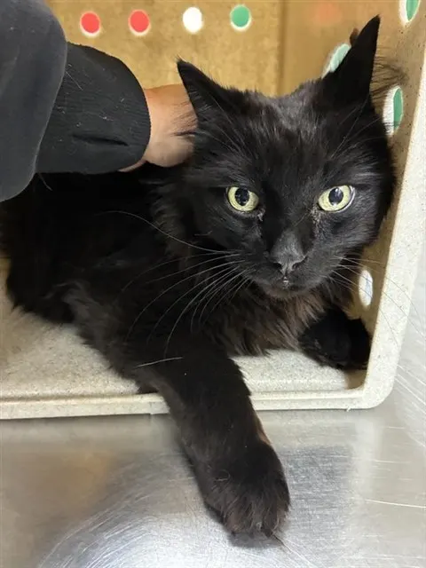 Adoptable Cat