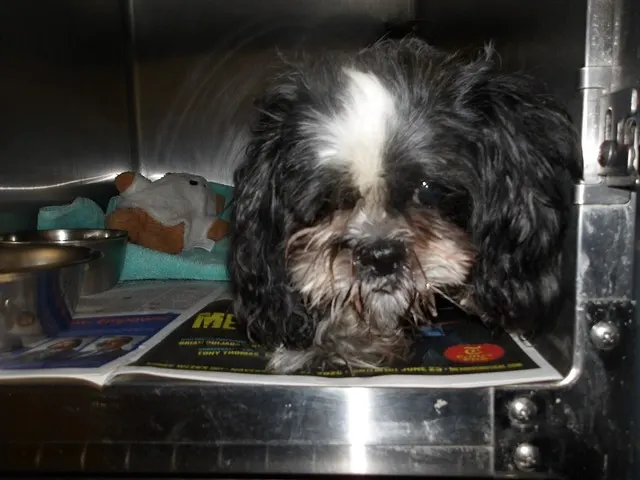 Adoptable Dog