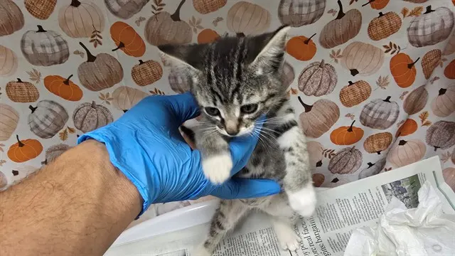 Keta
