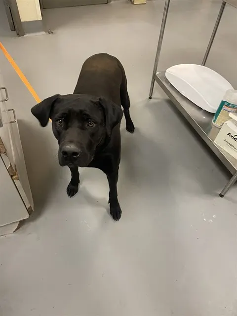 Darcie