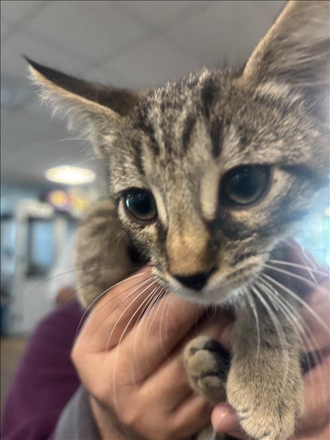 Cat # 3