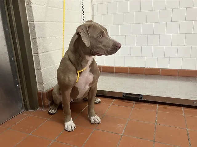 *Von