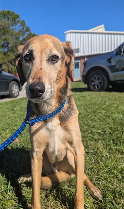 Adoptable Dog