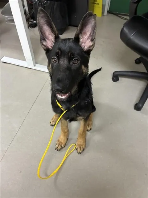 Adoptable Dog