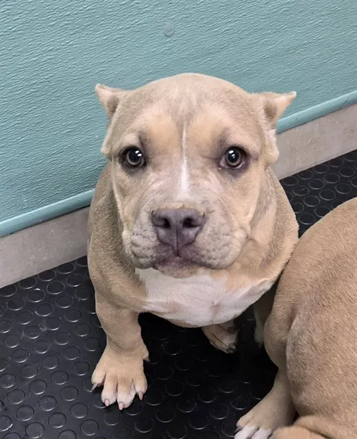 Adoptable Dog