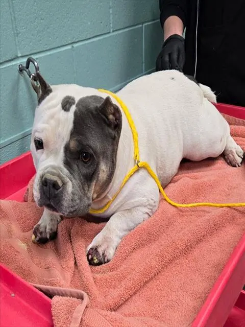 Adoptable Dog