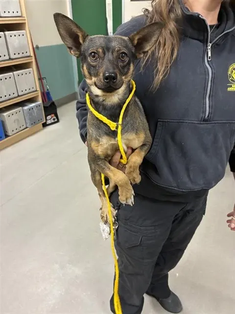 Adoptable Dog