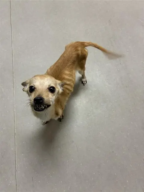 Adoptable Dog