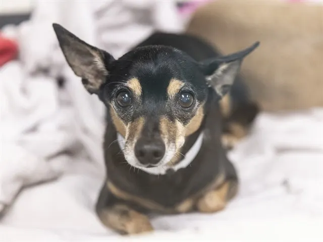 Tippy