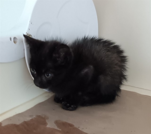 Onyx
