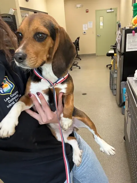Delilah