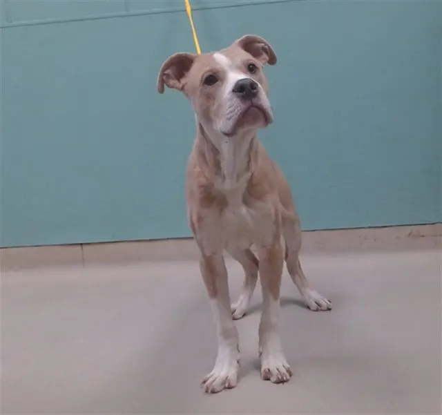 Adoptable Dog