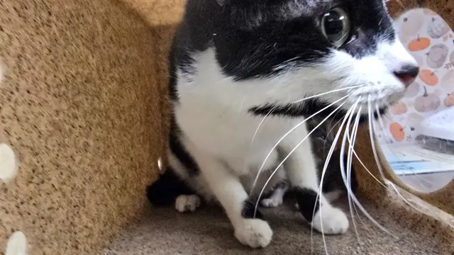 Chloe