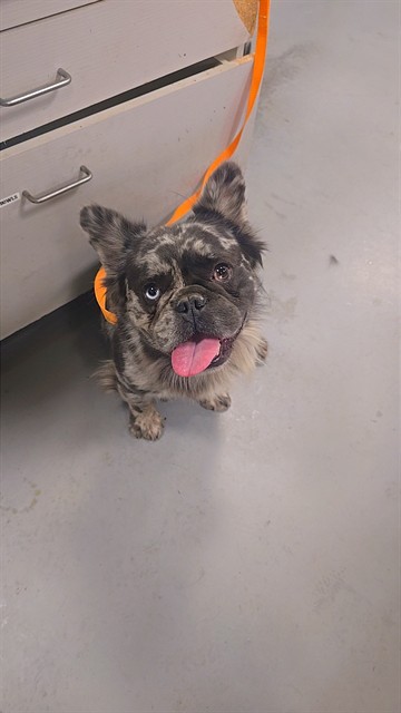 Benji