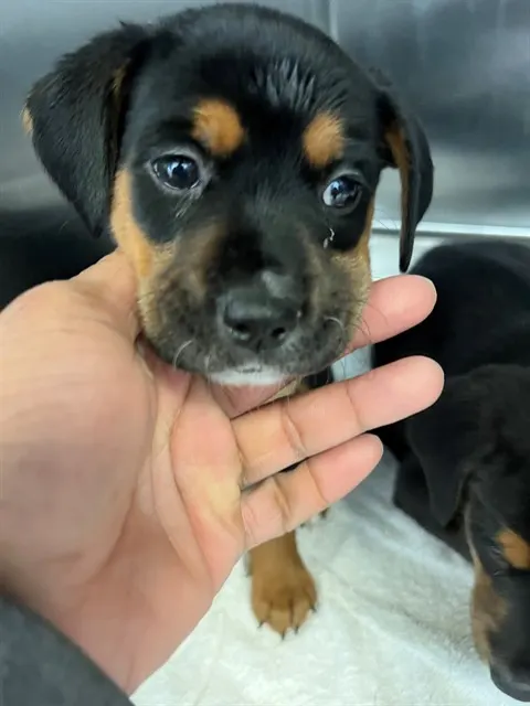 Adoptable Dog