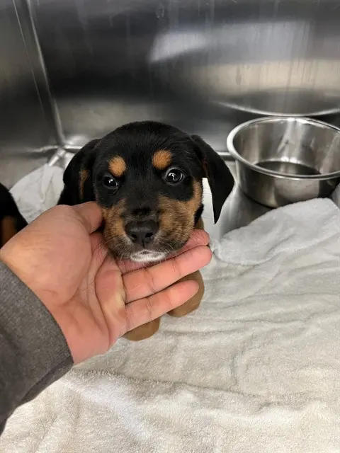 Adoptable Dog