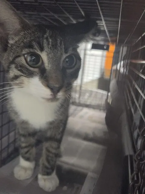 Adoptable Cat