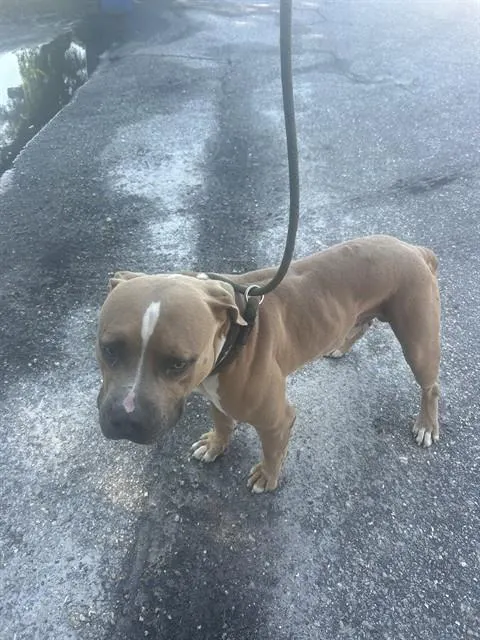 Adoptable Dog