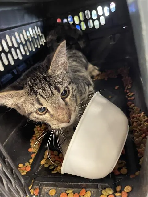 Adoptable Cat
