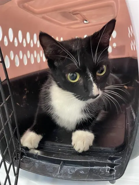 Adoptable Cat