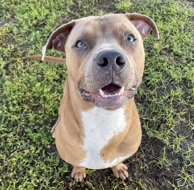 Adoptable Dog
