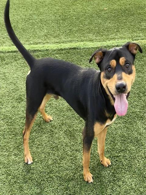 Adoptable Dog
