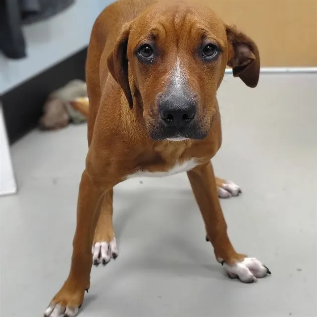 Adoptable Dog