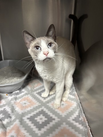 Morgana