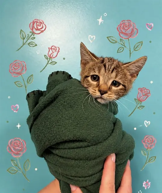 Rosie