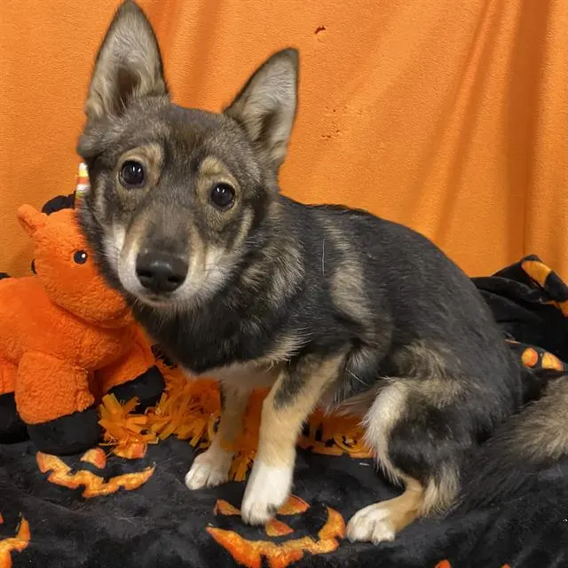 Adoptable Dog