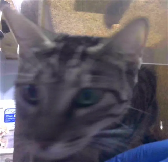 Adoptable Cat
