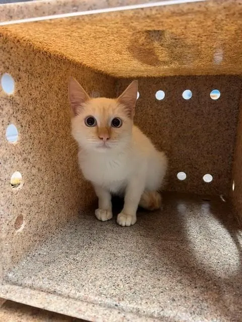 Kyo