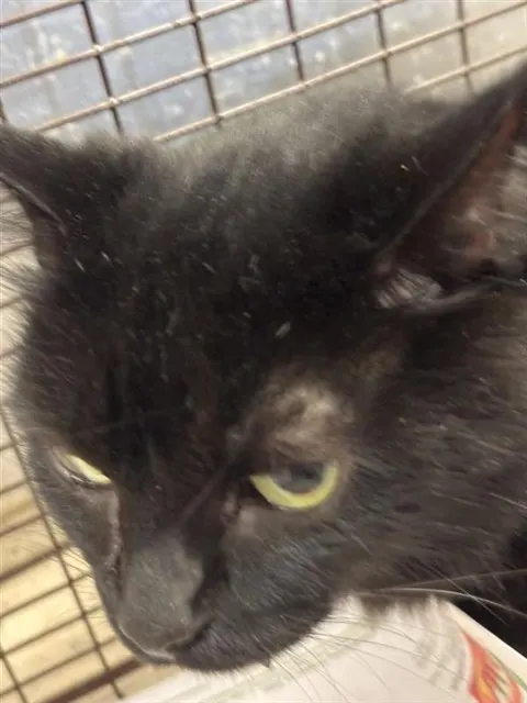 Adoptable Cat