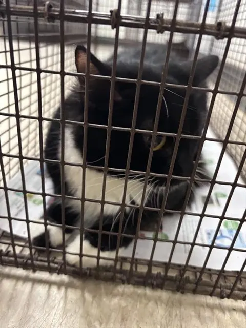 Adoptable Cat