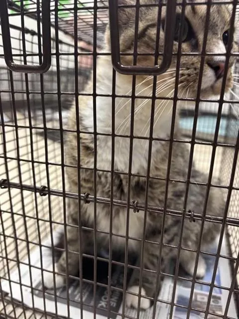 Adoptable Cat