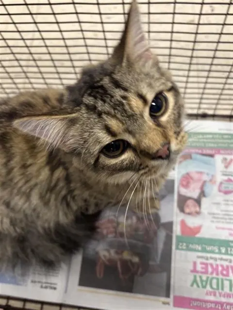 Adoptable Cat
